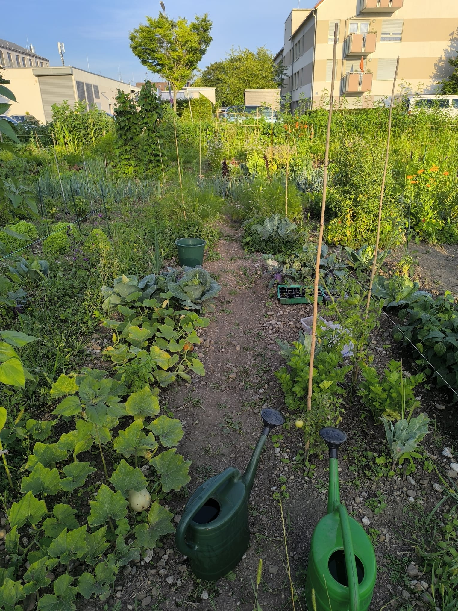 Una parcela de huerto urbano en semisombra, estrecha y alargada, con un pasillo central despejado y bancales frondosos a cada lado, las plantas se ven crecidas, algunas cañas aquí y allá entutorando tomates. En primer plano dos regaderas llenas de agua y al fondo un edificio de viviendas