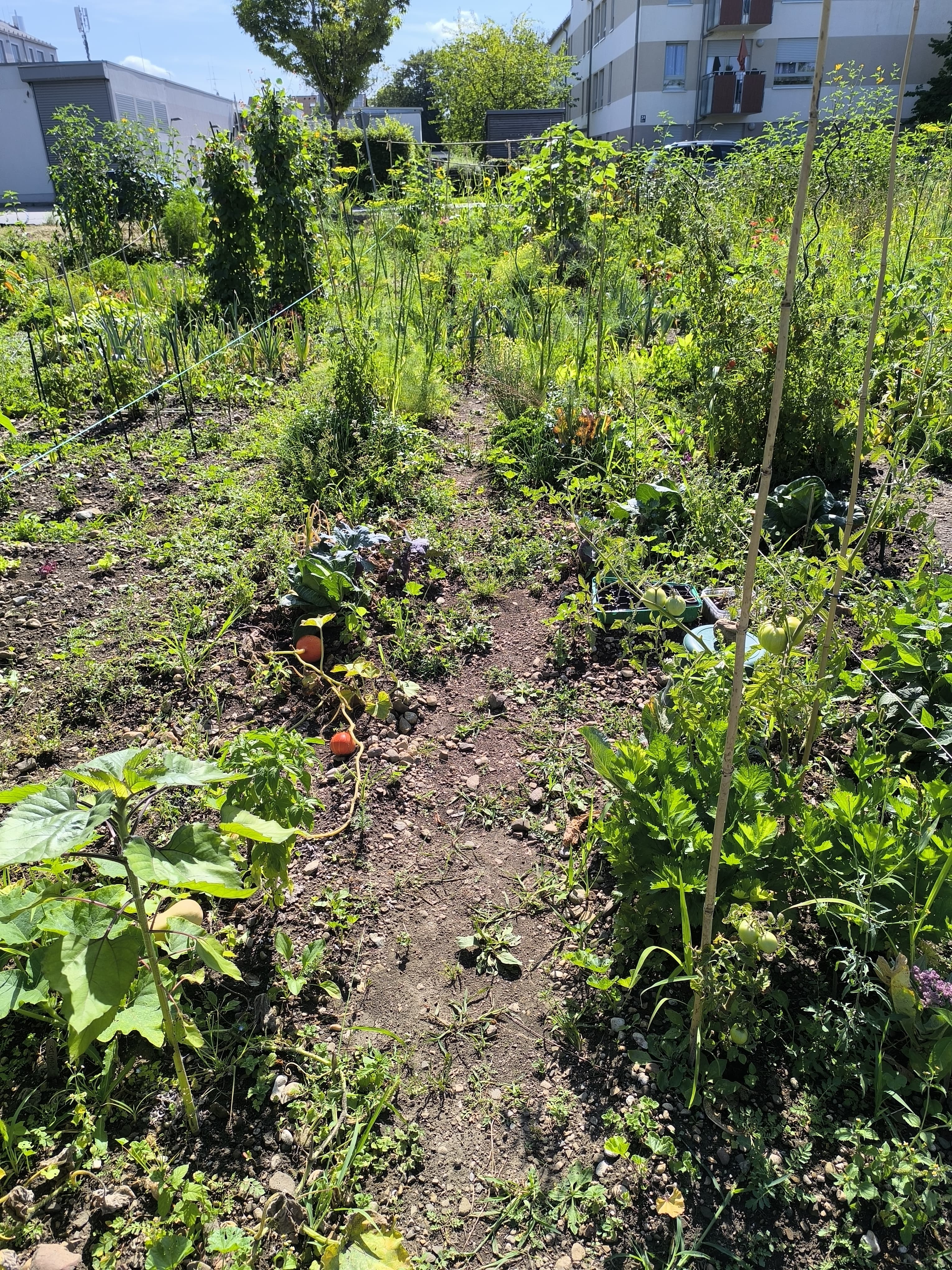 Una parcela de huerto urbano a pleno sol, se ven muchas más malas hierbas y varias plantas que han echado tallo, ocupando casi todo el espacio. Unas calabazas en primer plano parecen haberse secado, sin apenas follaje. Todo da una impresión desordenada, de ligero abandono